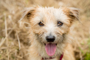 WD's wireless workflow raising awareness for pets in need