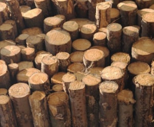 Russian timber banned by world&rsquo;s largest international certifier