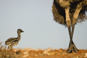 Hot Shot: Emu and Chick