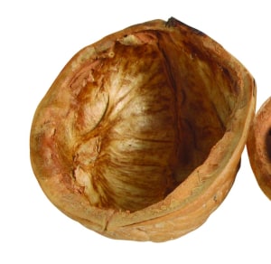Macadamia industry unites to boost innovation