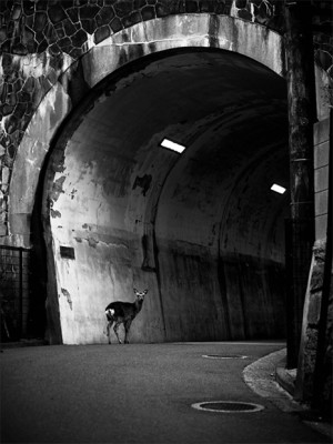 Head On Exhibition: <i>Isolation &ndash; The Japan Photographs</i> 