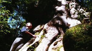 Spirit of Trees