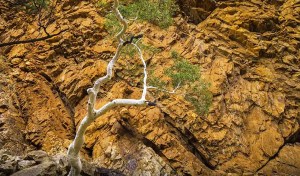 Celebrate Trees in July