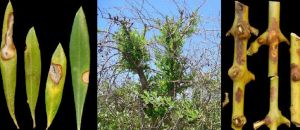 Olive industry warns of potential biosecurity threat