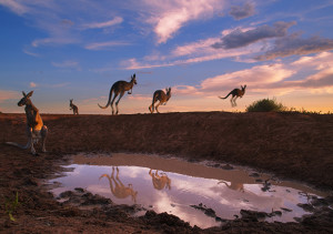 Photo Tip: Shooting Roos