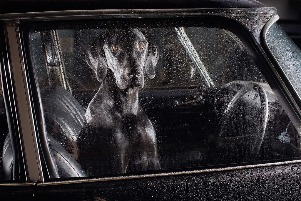 The Silence of Dogs in Cars by Martin Usborne