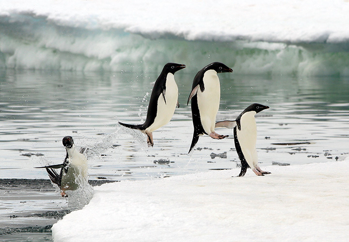 My Favourite Location: Roderick Eime on The Arctic and Antarctica