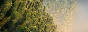 Australian Forestry Standard changes name to Responsible Wood