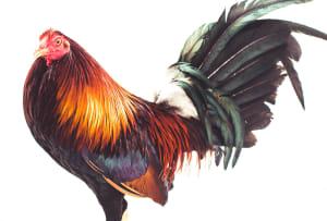 Behind the lens: Roosters of the Philippines