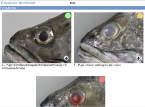 Seafood app calculates shelf life