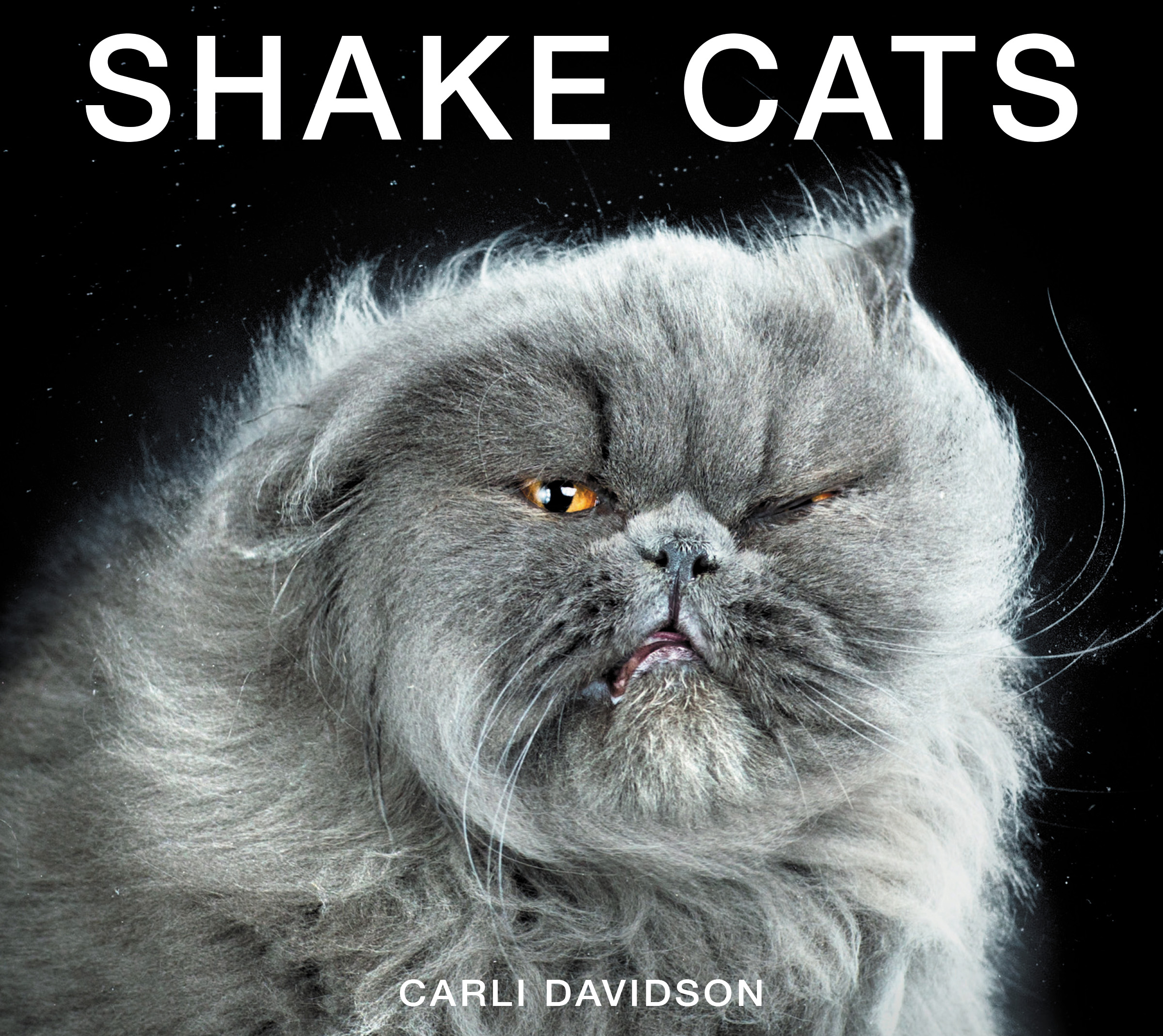 The cat's out the bag&hellip;Shake Cats by Carli Davidson