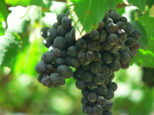South Australian 'food park' opens another door to China