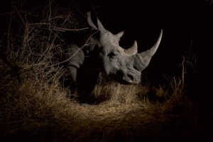 Remembering Rhinos by Wildlife Photographers United