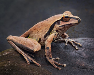 Behind The Lens: Focus Stacking a Stony Creek Frog