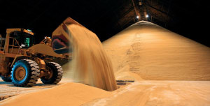 Wiley raises the roof with Bundaberg Sugar