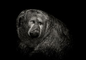 2017 Australia's Top Emerging Photographers: Portrait, Runner-up