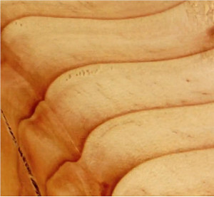 Wood in Motion