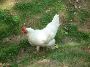 Poultry industry must not chicken out of exports
