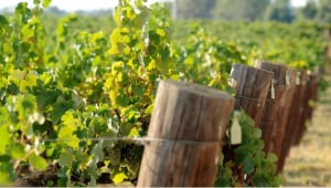 National sustainability wine standards set 
