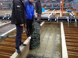 Water treatment triumph