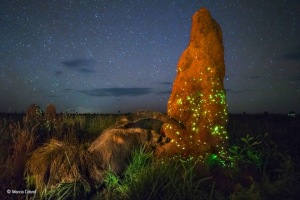 Photographer wins wildlife competition with stuffed anteater before being disqualified