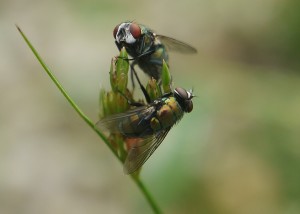 Image Doctor: Resting