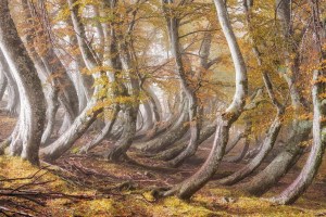 International Garden Photographer of the Year winners announced