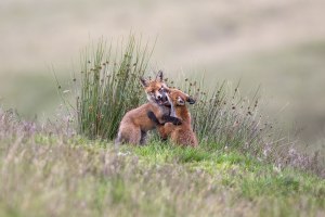 Speed freaks: Capturing wildlife action (Part two)