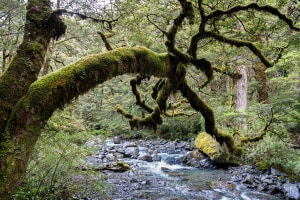 Video: How to photograph foggy forests