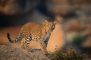 Explore the incredible royal Rajasthan region with RAP Safaris