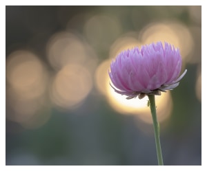 The wonders of wildflowers (part two)