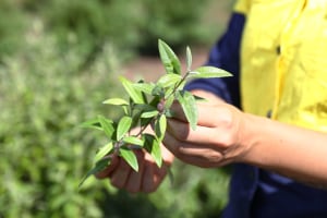 Bolstering native food markets through blockchain