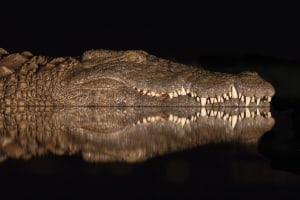 Photo tip of the week: Better wildlife portraits (Part one)