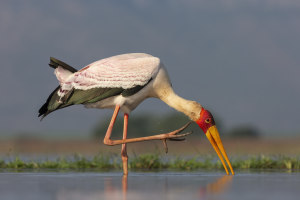 Lightroom tips for wildlife photographers (Part one)
