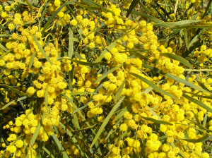 Working with wattles