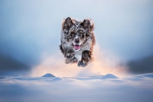 Every dog has its day: 2026 Dog Photography Awards winners
