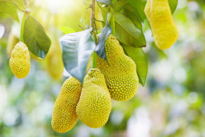 $1m project to scale local jackfruit industry