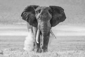 Behind the lens: African Elephant Dusting