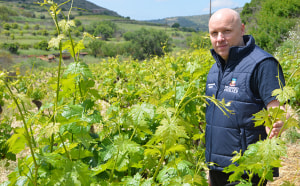 Researchers to trial Cypriot vines in Aussie drought