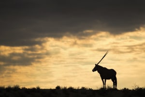 Dusk to dawn: Wildlife photography after hours