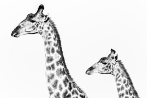50 shades of wildlife: Nature in black and white (Part one)