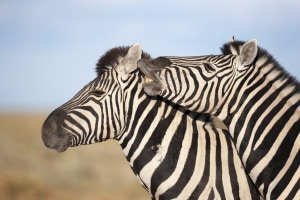 Lightroom tips for wildlife photographers (Part two)