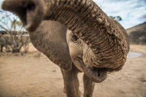 Ami Vitale's flash print sale for World Elephant Day