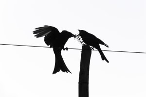 50 shades of wildlife: Nature in black and white (Part three)
