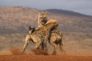 Speed freaks: Capturing wildlife action (Part one)