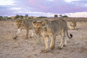 Second Nature: The six-point capture checklist (Part two)