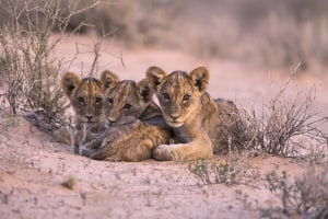 Photo tip of the week: Better wildlife portraits (Part two)