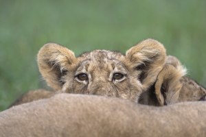 Second Nature: The six-point capture checklist (Part one)