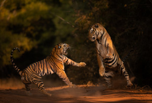 Remembering Tigers book launches with powerful shots of big cats