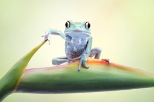Australasia's Top Emerging Photographers 2022: Animal, Runner-up